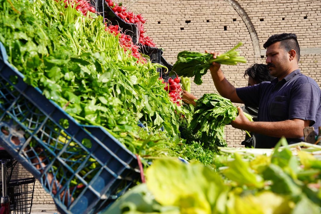 صور مبهجة: خضروات بعقوبة كلها من ديالى.. إنتاج المرادية وأم الكرفس يغطي كل شيء