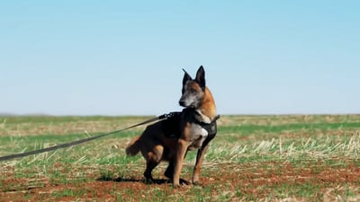 یه‌كه‌ى سه‌گى پۆلیسی پێشمه‌رگه‌ له‌گه‌ڵ هێزه‌كانى ئه‌مریكا كارده‌كات