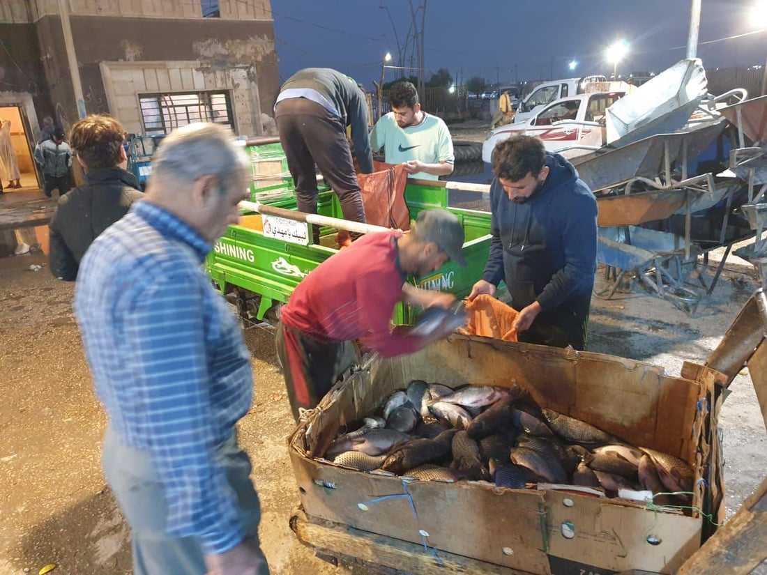 كربلاء: تصفية الشتاء “تغرق” السوق بـ 400 طن من الأسماك (صور)