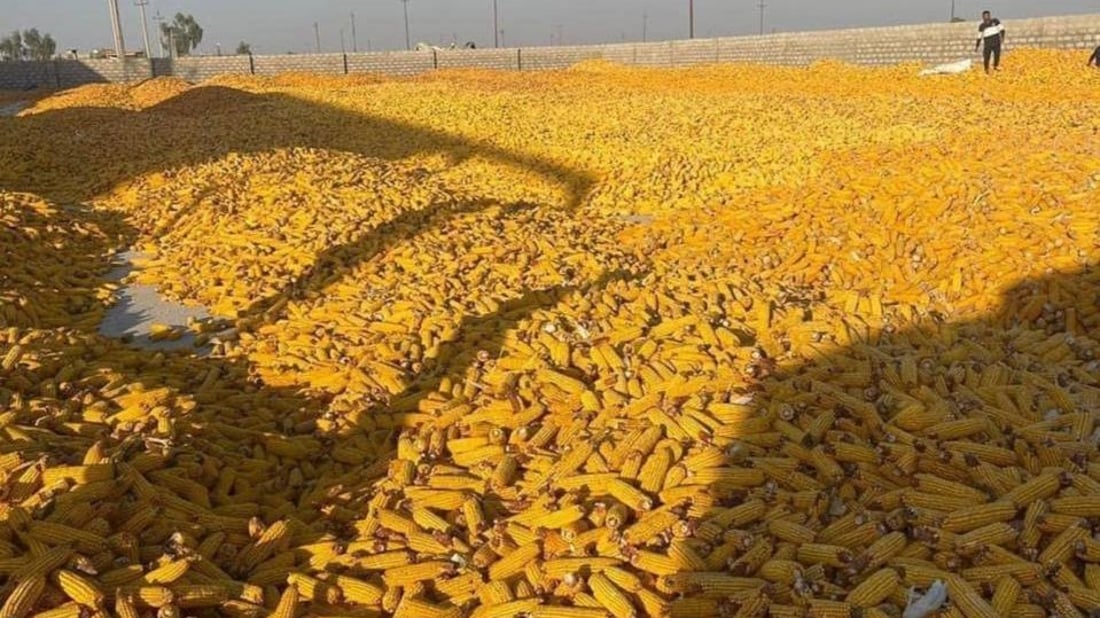 توجيه عاجل جداً.. مراكز استلام الذرة مفتوحة في كل المحافظات