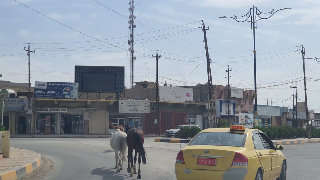 صور: خشية من تسرب لحمها للمطاعم.. حمير وبغال “تجتاح” شوارع تلعفر