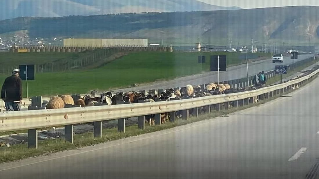 Shaqlawa mayor warns livestock owners over grazing on main roads