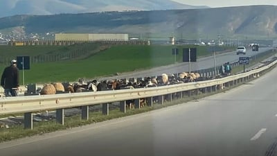 Shaqlawa mayor warns livestock owners over grazing on main roads