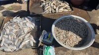 ملوحة شط العرب ترفع أسعار 