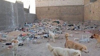 الكلاب السائبة خطر يهدد مناطق المعلمين والأمين والمشتل
