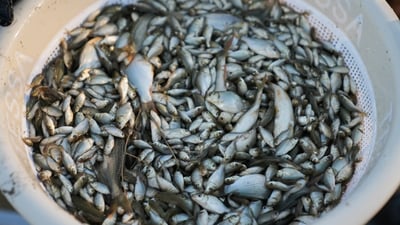 نزیکەی نیو ملیۆن پەنجەماسی خرایە دەریاچەی دوکان و رووباری سیروان