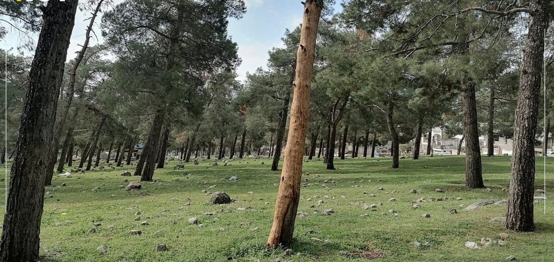 Disease, drought ravage Ranya Forest in Raparin, threatening thousands of trees