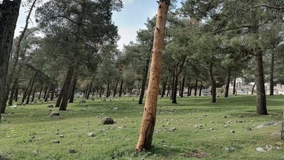 Disease, drought ravage Ranya Forest in Raparin, threatening thousands of trees