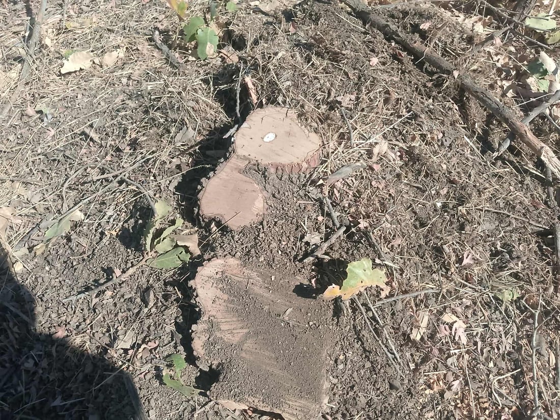 چوار تەوربەدەست بە پێکابێک داری تەڕەوە دەستگیر کران