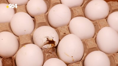 لە چوارقوڕنە هێلکەی بایەعیەکە کەڕووی هەڵهێناوە