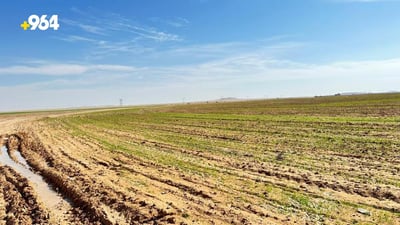 Optimistic wheat season in Al-Qaim as heavy rains boost crop growth