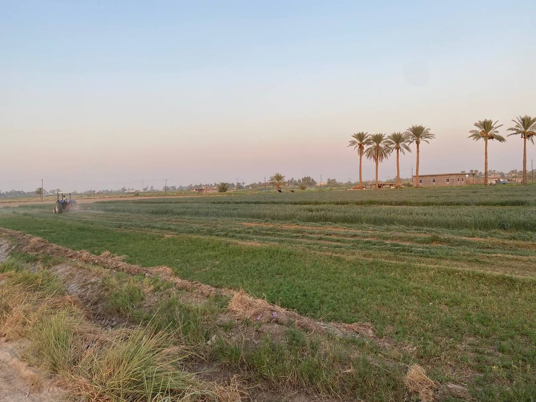 صور من مزارع أبو غريب.. اعتماد أكبر على المكائن وزيادة في البرسيم والذرة