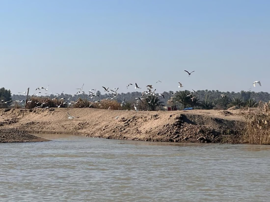 Illegal fishing threatens endangered turtle