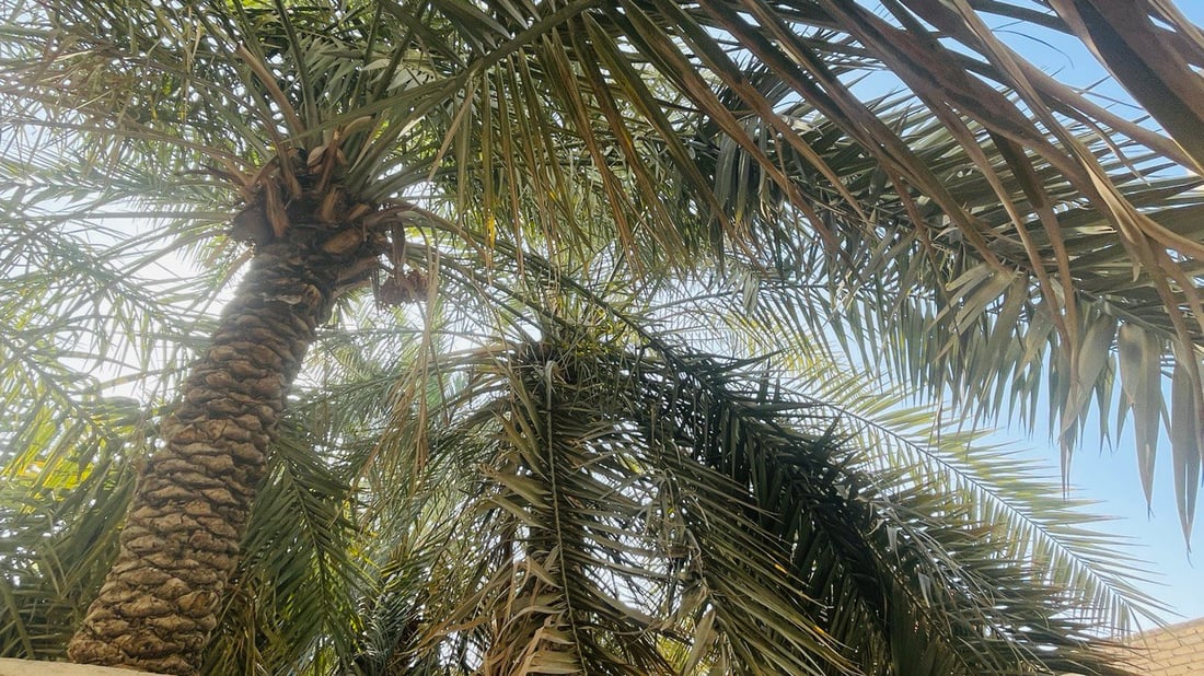 صور: طلع النخيل “فدّغ” في البصرة وملأ السوق.. الغنامي يخطفه الناس من البساتين