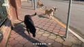 Erbil man dies of brain infection weeks after dog bite during Eid