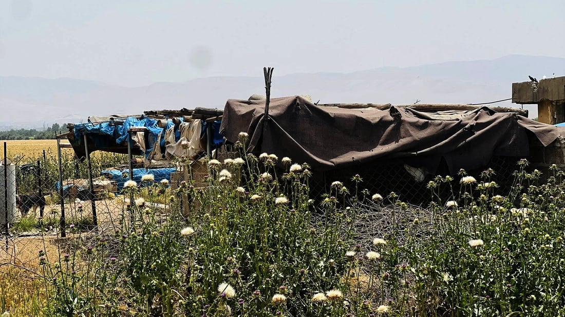 ژینگه‌ى هه‌ڵه‌بجه‌ شوێنی به‌خێوكردنى ئاژه‌ڵه‌كان رێكده‌خاته‌وه‌