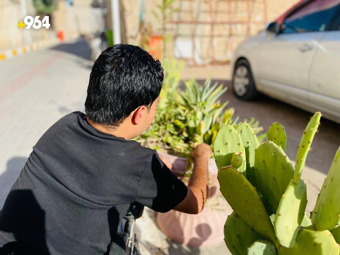 على كرسي متحرك.. ثلاثيني يزيّن شارعاً في هيت بالإنارة والمظلات والصبار (صور)
