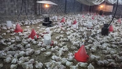 الشرطة حددت كمية الغاز.. و”الكتاكيت” تموت بردا في دواجن تلعفر