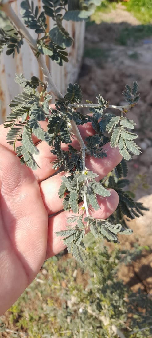 صور: خبير من بعقوبة ينجح بزراعة أول شجرة صمغ في العراق