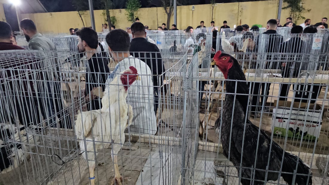 نمایشە و باوکە کەڵەشێرێک یەک دەفتەری کردووە