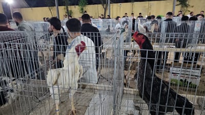 نمایشە و باوکە کەڵەشێرێک یەک دەفتەری کردووە