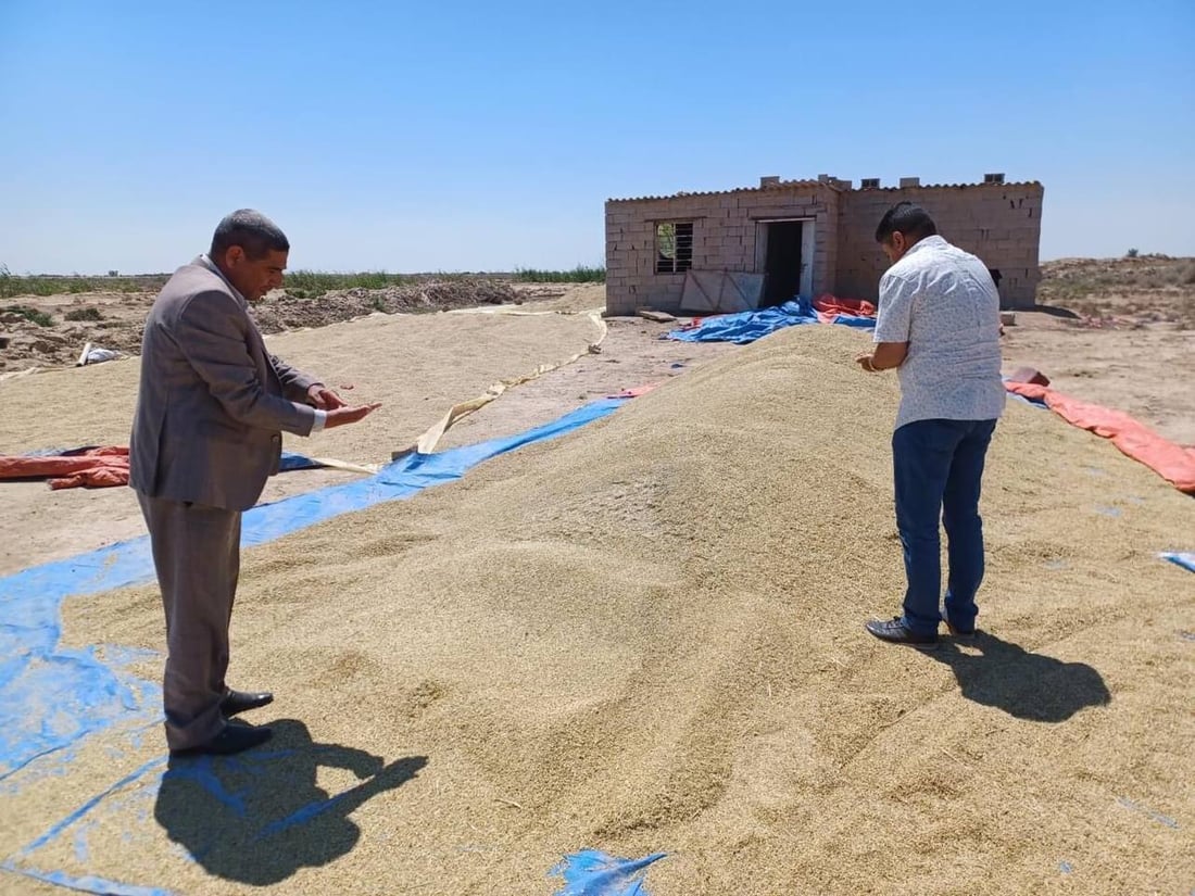 من الدبوني يبدأ حصاد الحنطة في واسط.. الزراعة “الهرفية” تنهي الموسم بنجاح (صور)