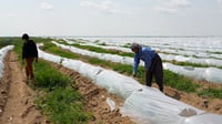 العراق ينجح بتصدير 4 محاصيل زراعية إلى الخارج.. في مقدمت...