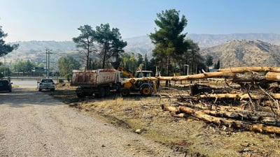 قایمقامی دوکان: غاباتە سوتاوەکەمان سەوز دەکەینەوە