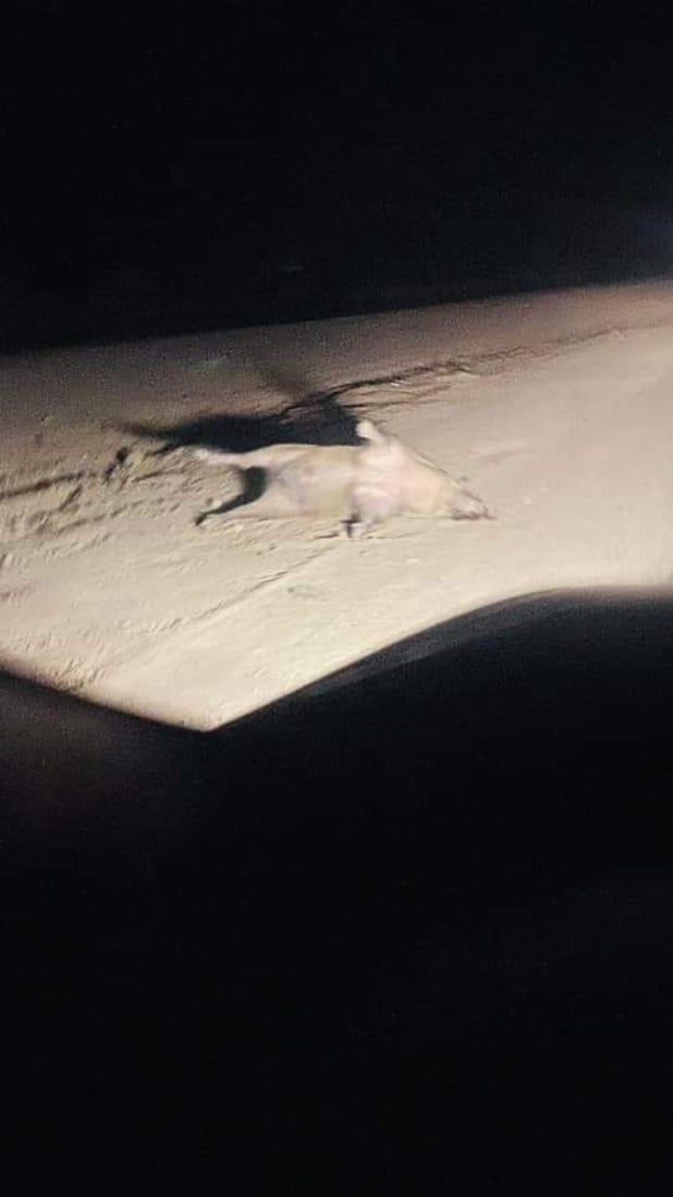 فيديو: خنازير جائعة تمشي في التقاطعات وتدهسها السيارات في السماوة