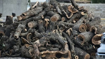 ساڵانە نزیكەی 12 ملیۆن هێكتار دارستان لەناودەبرێن