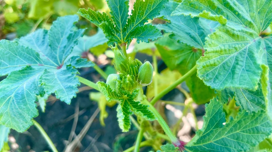 شمال البصرة يباهي بالباميا النادرة.. “البترة” العراقية هي الأفضل لهذه الأسباب