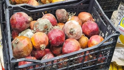 لە حاجیاوا 375 کیلۆ هەناری خراپ و خورما دەستیانبەسەردا گیرا