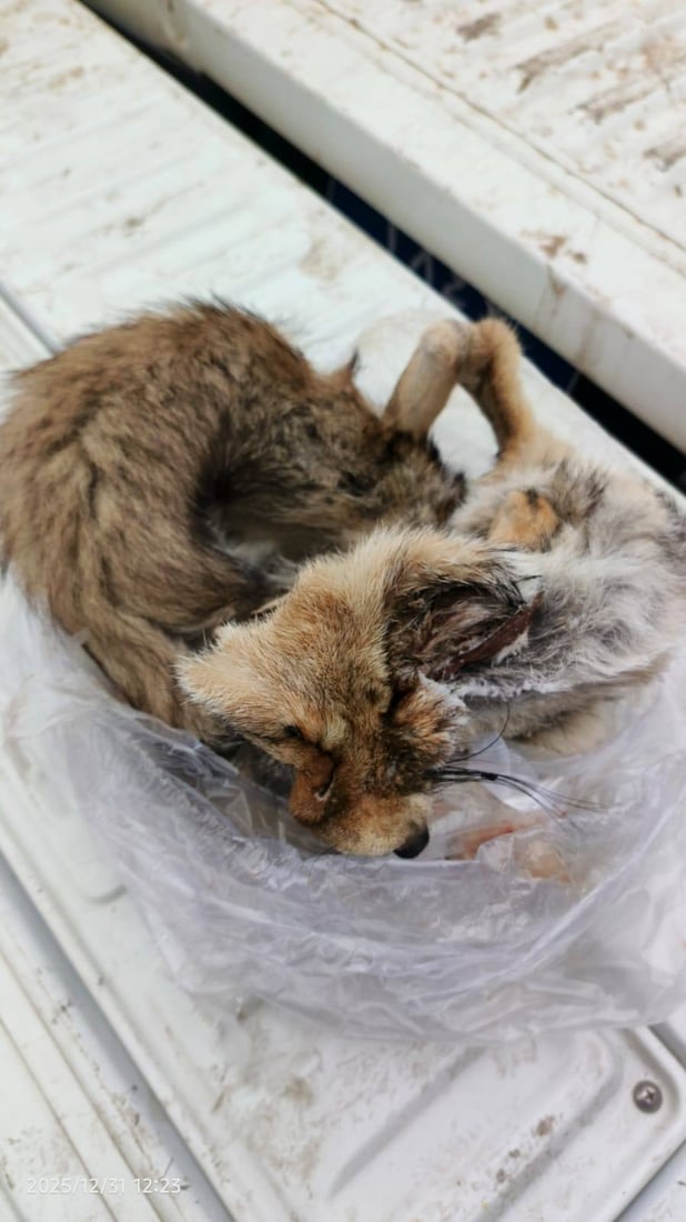 باوکی حکمەت گۆشتی رێوی دەرخواردی هاوڵاتیان دا؛ داخرا