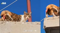 يقطعون ذيول القطط ويرسلونها إلى كركوك.. السليمانية اعت