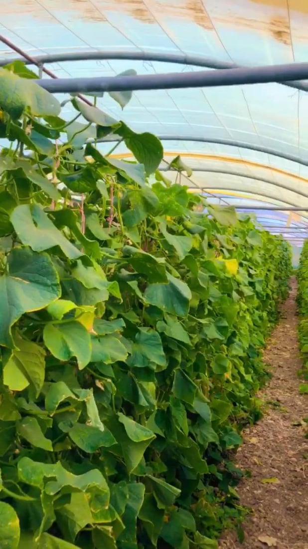 صور من داخل بيوت الخيار العراقي.. مذاقه حلو ورائحته شهية ولا مقارنة مع المستورد