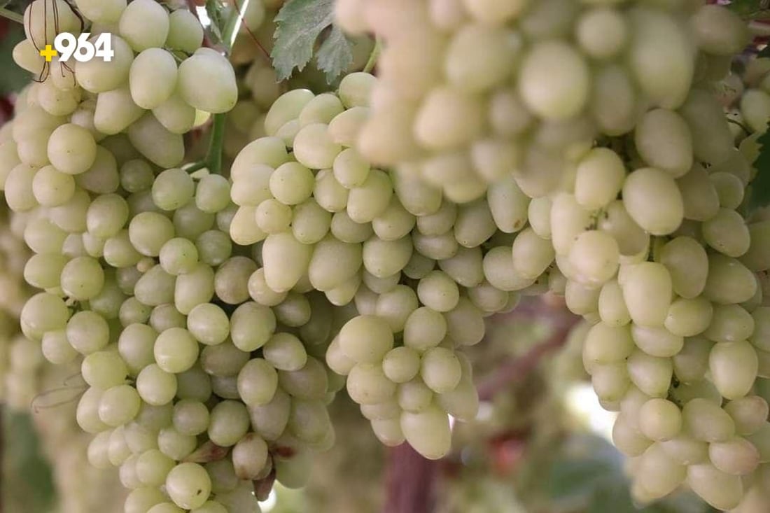 زراعة دهوك: رغم انخفاض إنتاج العنب 50% إلا أنه سيغطي حاجة كردستان