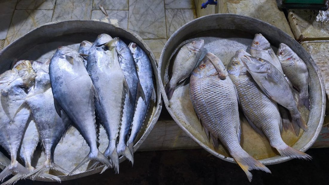 البحر يجود على البصرة.. أسعار الأسماك تهبط و”أكل الفقير” صار بألف دينار