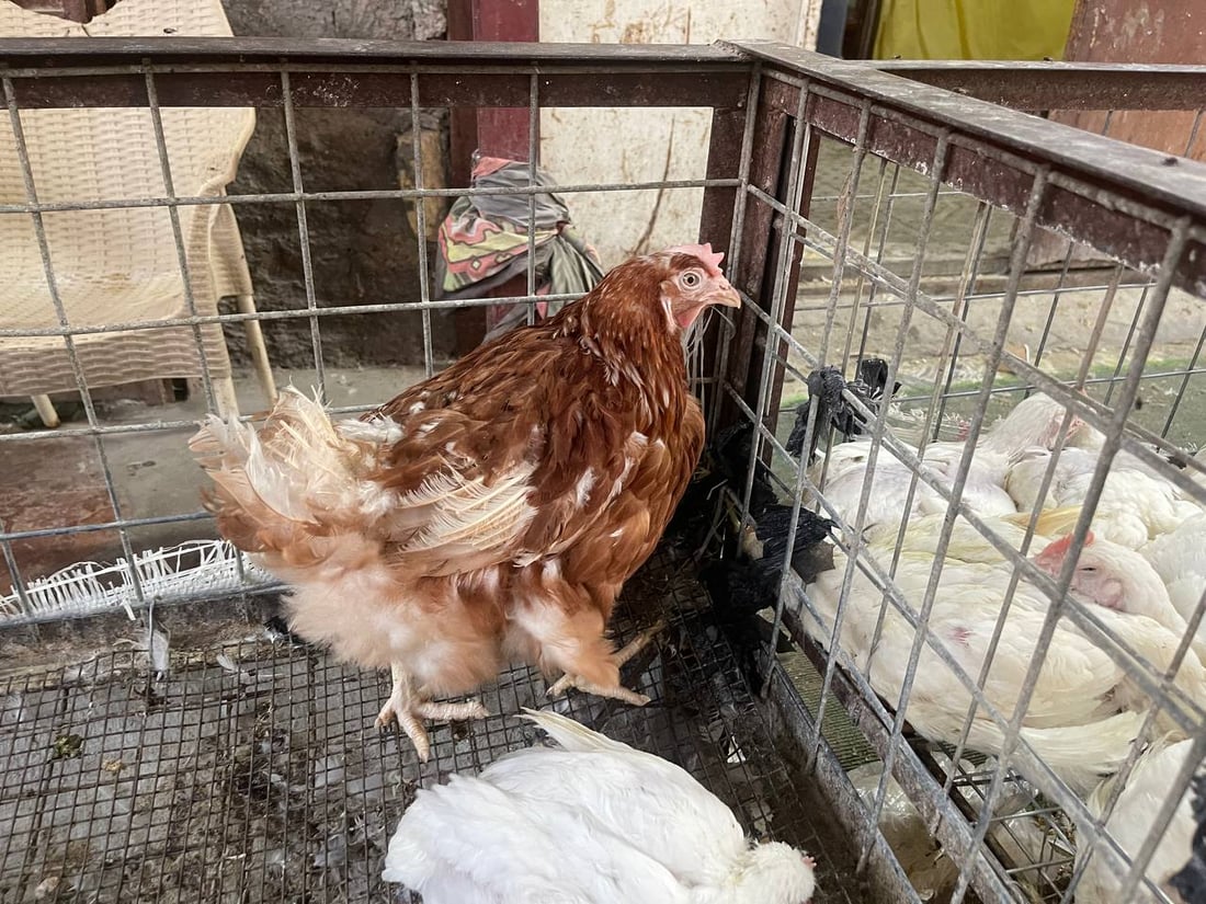 صور: دجاج “الشرش” وصل سوق القرنة.. رخيص ولا أحد يشتري الأحمر