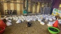 ابو غريب: لا أزمة في سوق الدجاج و