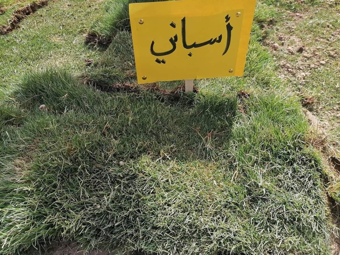 “بزايز بهرز” مركز زراعة “الثيل” في العراق.. تسوّق 5 أنواع للمنازل وملاعب الكرة