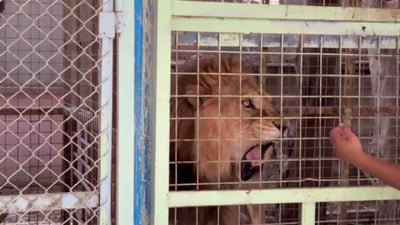 فيديو: 14 أسداً تزأر مع جوامع البصرة! كل أسرار “وحوش العراق” برواية غالي المرشدي