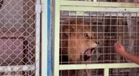 فيديو: 14 أسداً تزأر مع جوامع البصرة! كل أسرار 