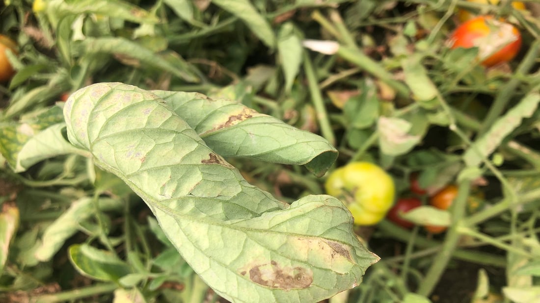 ئەندازیارێکی کشتوکاڵی هۆشداری بە جوتیارانی پێنجوێن دەدات دوای بارانبارین