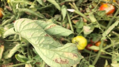 ئەندازیارێکی کشتوکاڵی هۆشداری بە جوتیارانی پێنجوێن دەدات دوای بارانبارین