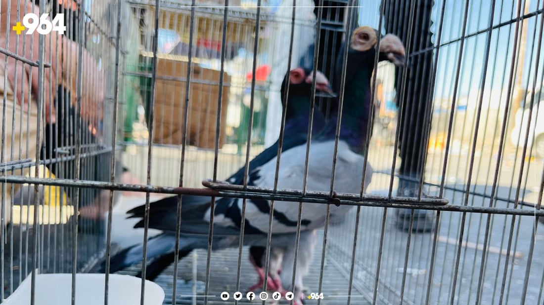 كۆتر هەیە نرحی هەزارو 500دینارە پێی دەڵێن كۆتری شینكە یان كۆتری تەراو نێری بێ مێیە یاخود كێشەیەكی تەندروستی هەیە.  بەڵام كۆترەكانی تر كە لەجۆری زاخی هەولێری وفاوی توركی و ئێرانی و كۆتری شامە و هنداوی و مەجەری، ئەمانە نرخەكانیان لە 20 هەزار دینارەوە دەستپێدەكات تا دەگاتە 130 هەزار دینار.