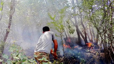 شۆرتى كاره‌با پووش و پاوان و دارستانی سروشتی له‌ قه‌ره‌داغ ‌سووتاند