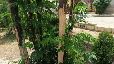 سێ مێردمنداڵ زیانیان بە درەختەکانی باخچەیەکی دەربەندیخان گەیاند؛ دەستگیر کران
