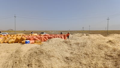 سووتاندنى جاره‌ گه‌نمه‌كان نرخى “كا”ـی به‌رزكرده‌وه‌