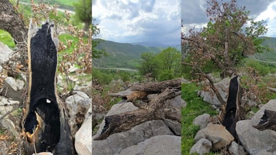 لە شارباژێڕ دارێکی تەمەن 60 ساڵ سووتێندراوە