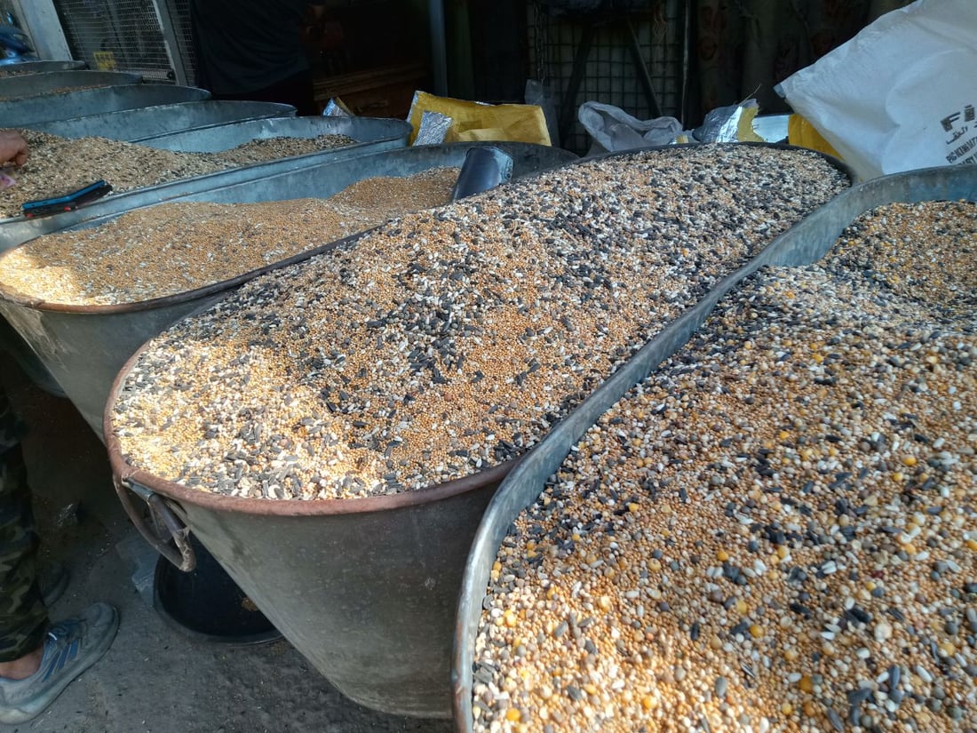 سوق الطيور في بغداد الجديدة.. نسخة من سوق الغزل وينافسه منذ السبعينات